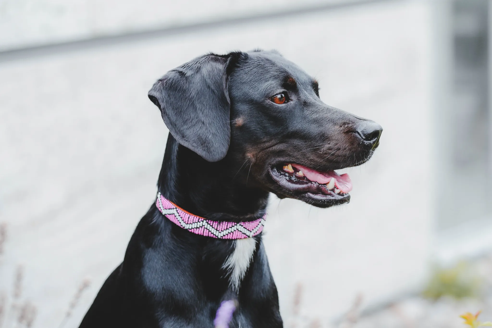 Beaded Collar | Motherland