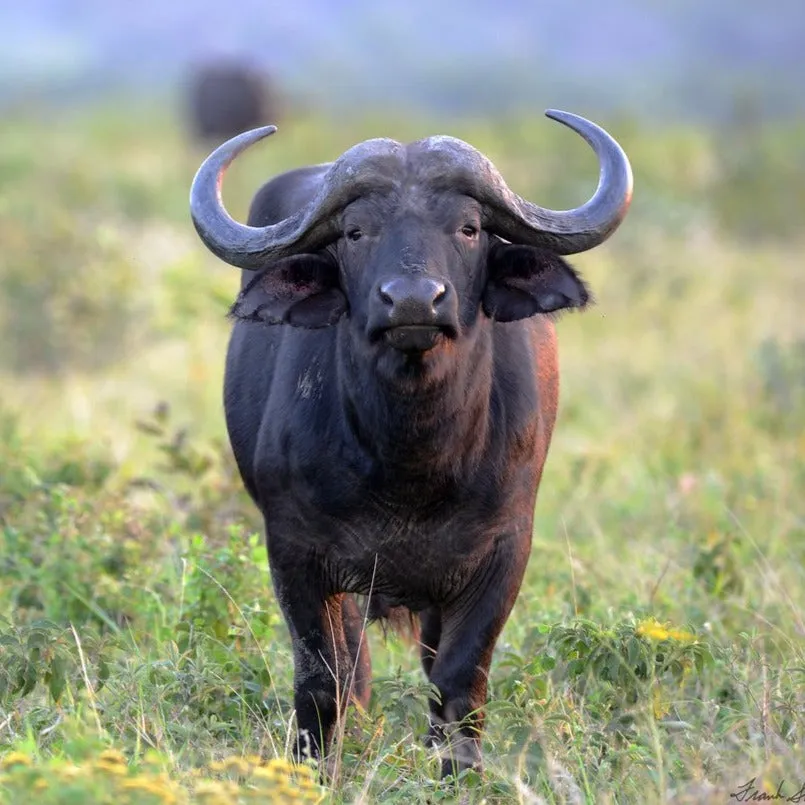 CAPE BUFFALO