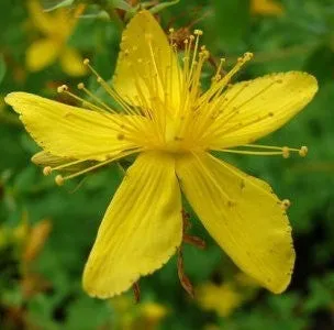 St Johns Wort - Hypericum perforatum  - 20 Seeds - Medicinal